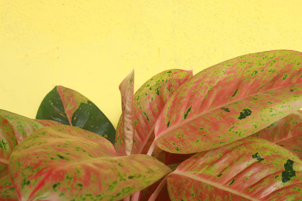 用绿叶做成的创意布局图片下载