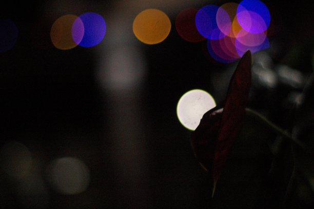 淡红色的爱之花，懒洋洋地鞠躬图片下载