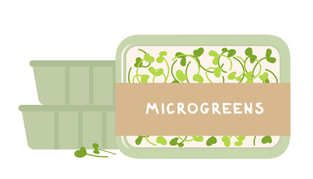 矢量插图新鲜有机微型绿色超级食品芝麻菜包装在一个容器在市场上出售。健康的素食。生豆芽，小菜，健康饮食理念。图片下载