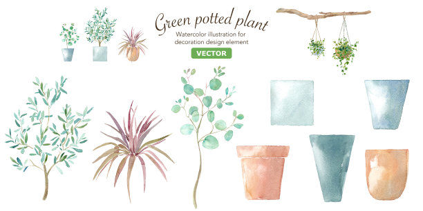 植物和花盆的水彩插图。协调植物和花盆。桉树，橄榄，冬虫夏草。向量。图片下载