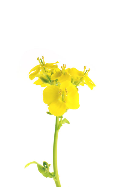 白色背景上的油菜花图片下载