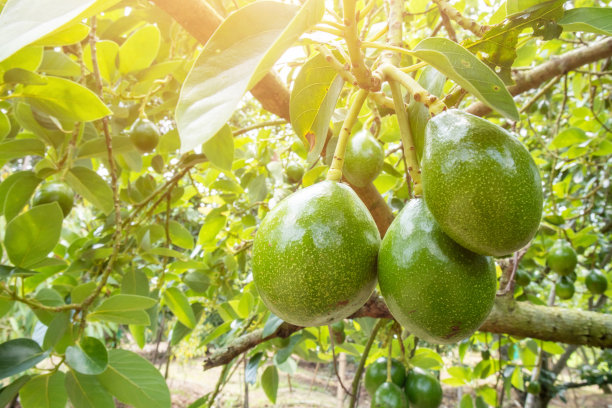 绿色的皮特森鳄梨准备在果园里吃图片下载