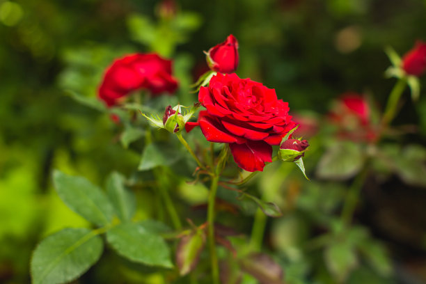 红玫瑰图片下载