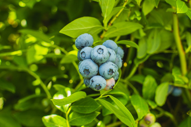 灌木上的蓝莓。绿色的树叶。农场。园艺。夏天图片下载