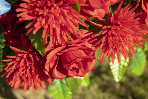 红色的花。颜色的纹理。美丽的植物背景。图片下载
