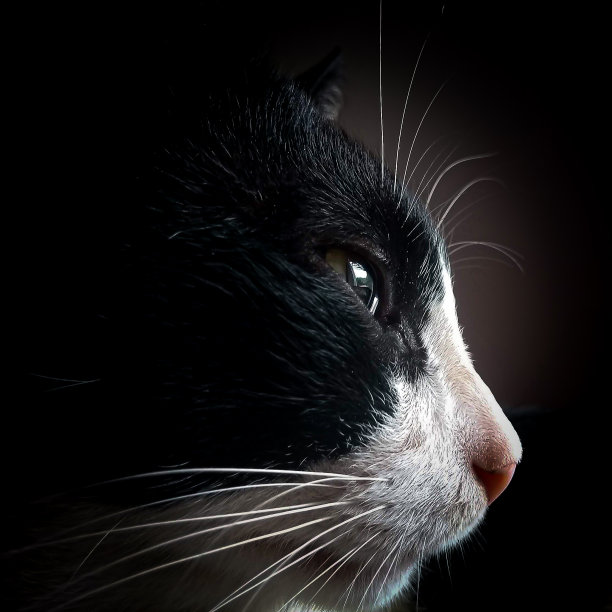 猫的外观图片下载