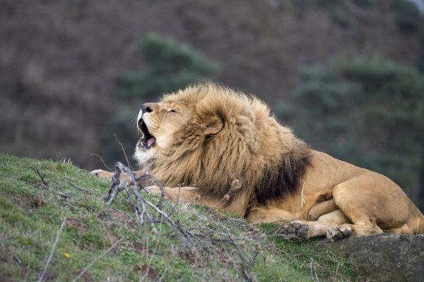 雄狮咆哮图片下载