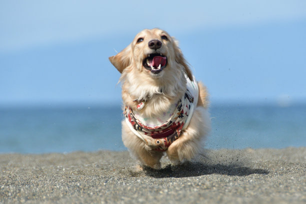 一只狗在沙滩上欢快地奔跑。图片下载