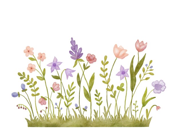 Watercolor wild herbs and flowers illustration. Hand painted meadow with grass and wildflowers isolated on white图片下载
