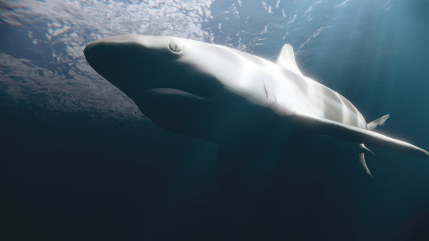 鲨鱼在水下游泳。图片下载