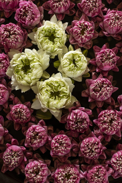 柬埔寨的白莲和红莲插花图片下载