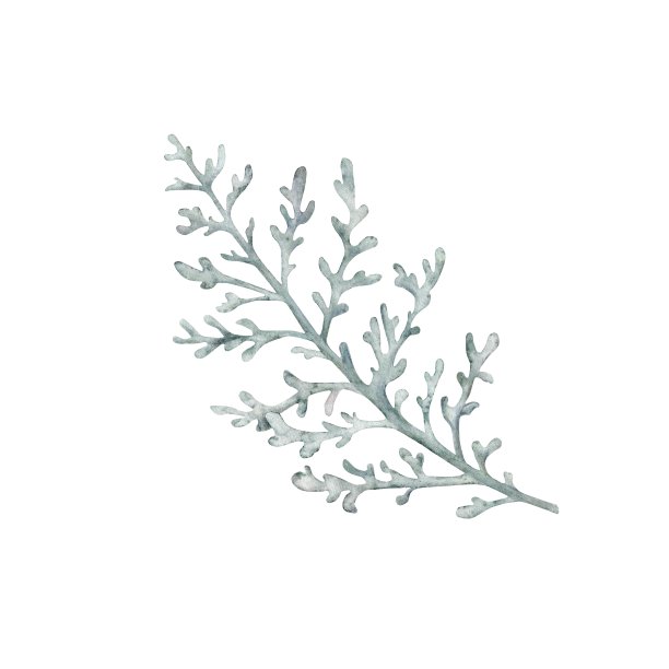 达斯迪·米勒，银雅各花植物。冬季植物叶。手绘水彩插图。花卉植物设计的婚礼邀请，标签，包装，圣诞节，问候，壁纸图片下载