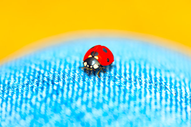 瓢虫可爱的昆虫图片下载