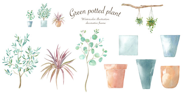 植物和花盆的水彩插图。协调植物和花盆。桉树，橄榄，冬虫夏草。图片下载