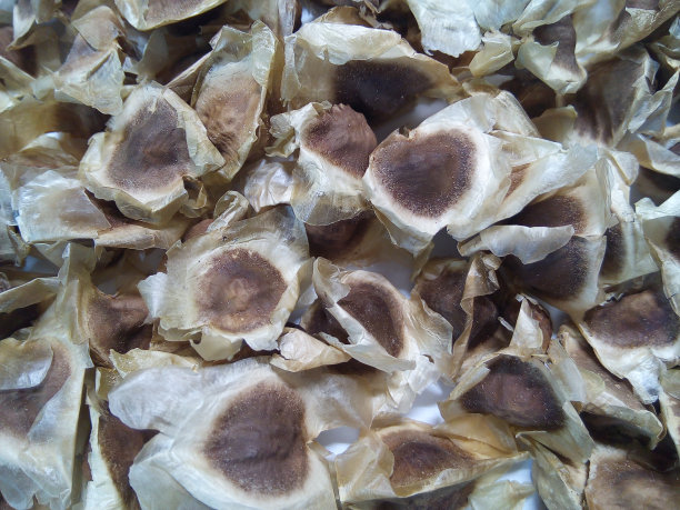 干辣木籽背景。图片下载