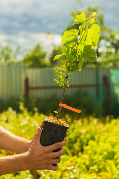 葡萄幼苗。绿色的树叶。农场。园艺。夏天图片下载