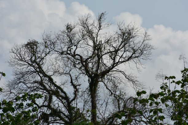 一棵枯树。图片下载