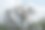 一棵枯树。图片下载