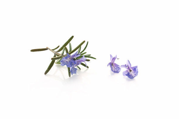 蓝色迷迭香花孤立在白色背景上图片下载