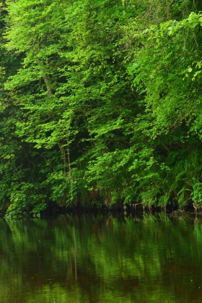 绿树成荫的河岸倒映着绿意图片下载