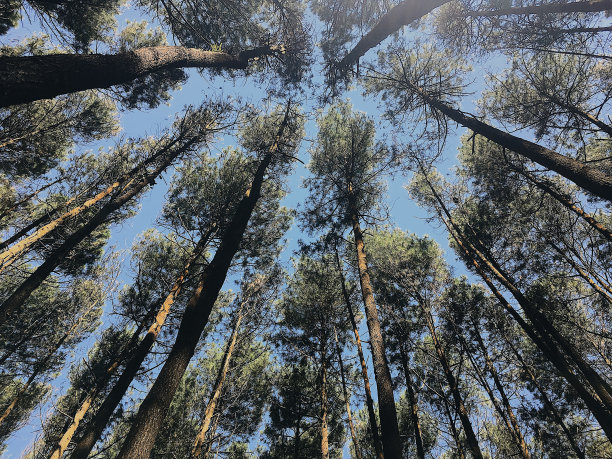 绿色的森林。树有绿色的叶子，阳光和美丽的天空。下视图背景图片下载