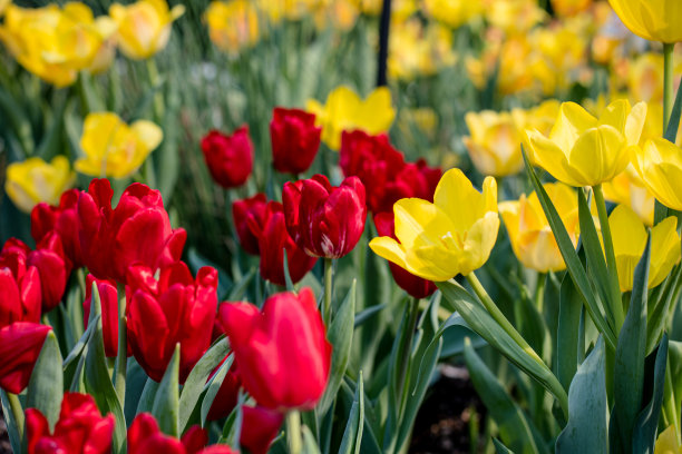 对比色:春天的纯红色和黄色郁金香图片下载