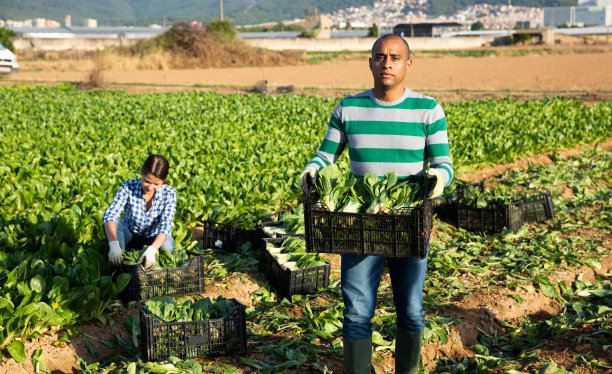 拉丁裔男性农民用甜菜储存箱子图片下载