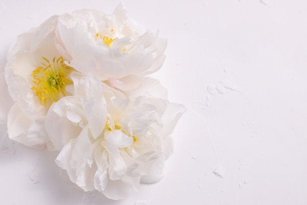 白色牡丹花，花卉背景，花卡图片下载