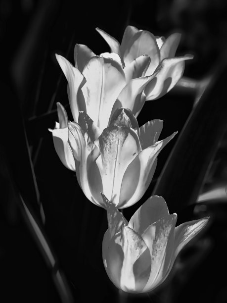 光在郁金香花上的反射图片下载