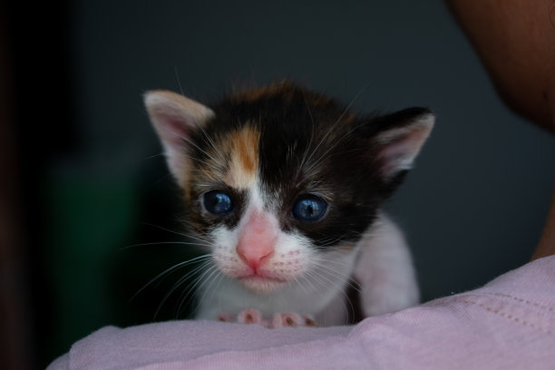 两周大的猫宝宝，看着镜头。一只蓝色眼睛的三色母猫的肖像。小猫的头和爪子盯着。宠物小猫好奇地看着。照片可在网站上找到。图片下载