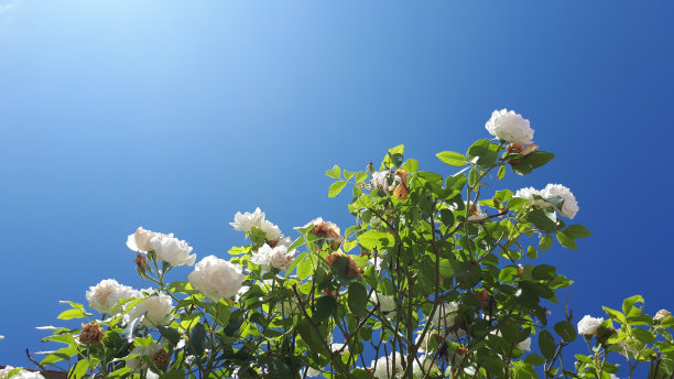 白玫瑰图片下载