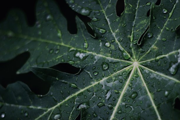 树叶上的雨滴图片下载