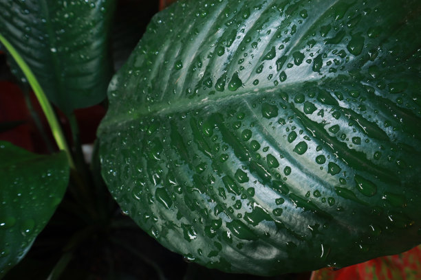 用绿叶做成的创意布局图片下载