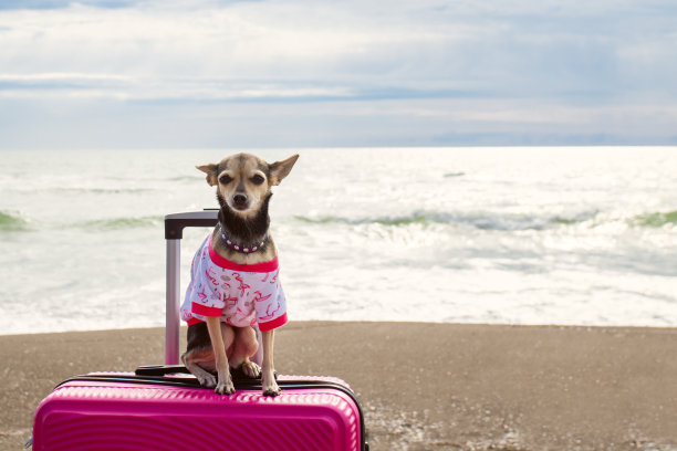 狗坐在海边的行李箱上，带宠物旅行，海滩度假，暑假图片下载