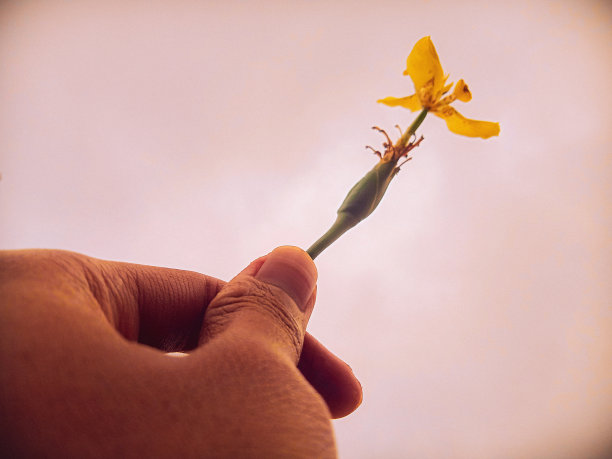 手里捧着一朵小黄花图片下载