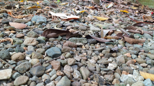 巨大的火成岩块与干叶子在顶部，岩石纹理的背景图片下载
