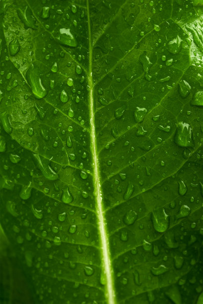 绿叶上有许多水滴。自然绿色表面纹理背景。环境保护和可持续资源的理念。图片下载