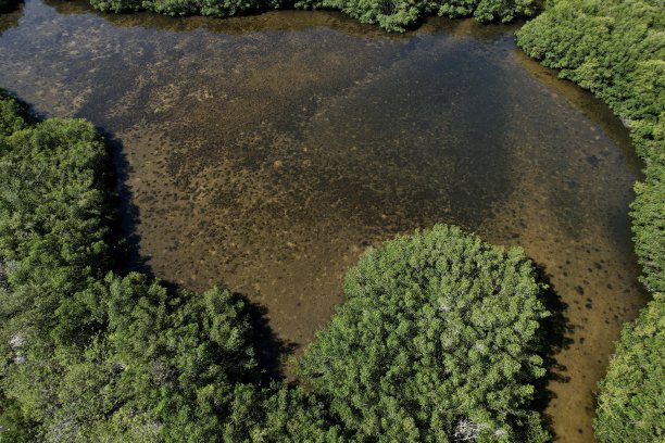 佛罗里达州坦帕湾的海湾红树林航拍照片图片下载