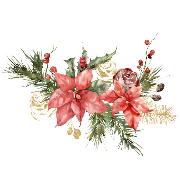 水彩圣诞花束一品红，冬青，金玫瑰和树枝。手绘节日贺卡的花和树叶孤立在白色的背景。插图的设计，印刷，背景。图片下载