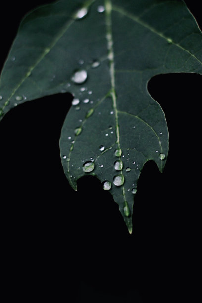 树叶上的雨滴图片下载