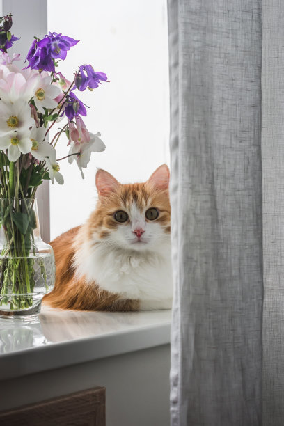 客厅的窗台上放着一只漂亮的红色家猫和一束夏日花园里的花图片下载