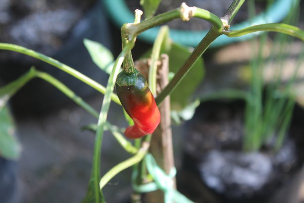 辣椒植物图片下载