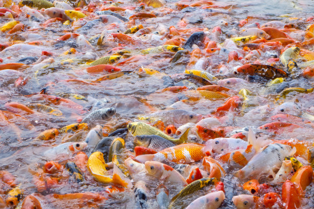 罗非鱼和锦鲤/花式鲤鱼在池塘里游来游去等待食物。图片下载