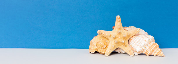 彩色背景上的海滩贝壳。模拟复制空间图片下载