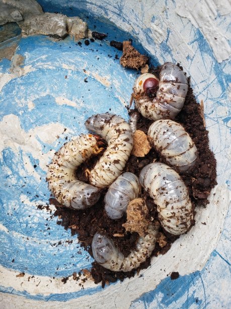 堆肥箱里有很多甲虫。图片下载