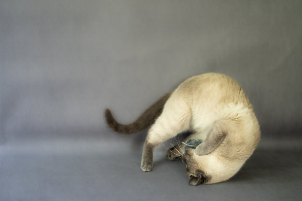 泰国猫蓝点老暹罗型，蓝色和灰色，冰色白色带蓝色微光。暹罗猫小猫，白色毛茸茸的大蓝眼睛，纯种，毛茸茸的，短毛，蓝色点，猫科，须，点，图片下载