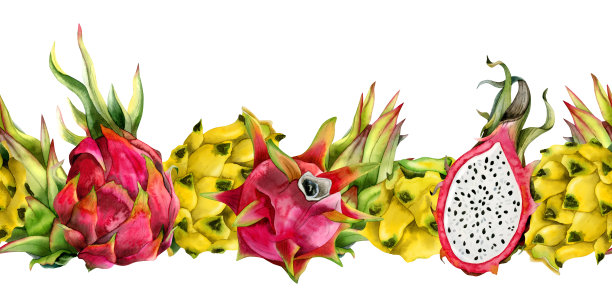 红色和黄色的龙果整体和半pitahaya水彩无缝横幅隔离在白色。植物水平横幅健康素食异国情调的食物多汁的热带菜单图片下载