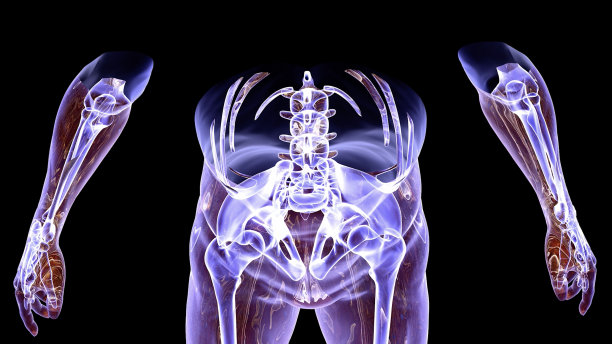 人体腹部区域MRI扫描图片下载