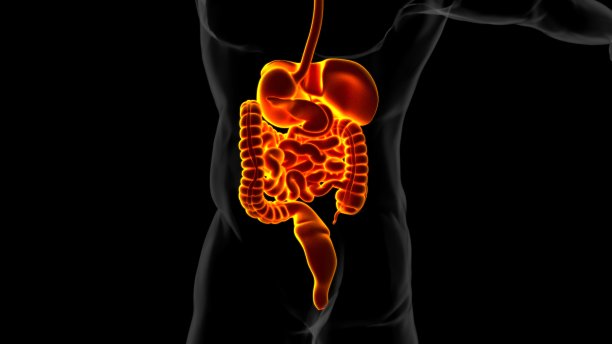 人体消化系统解剖医学概念3D渲染图片下载