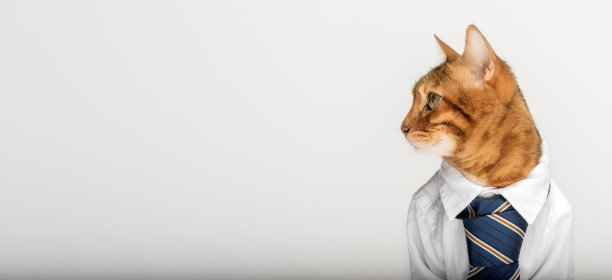 在白色背景上穿衬衫打领带的商务猫。图片下载